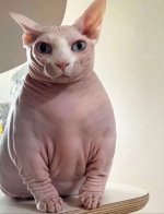 BIGCAT.jpg BIGCAT.jpg